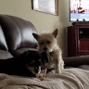 Meet your Posher, Rex